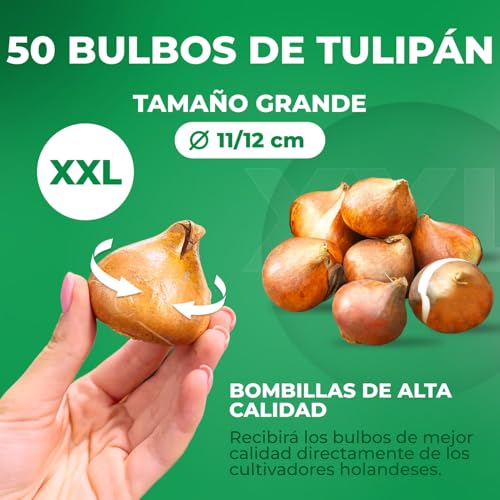 Thumbnail 4 de Tulipanes Riesen Darwin 25 bulbos