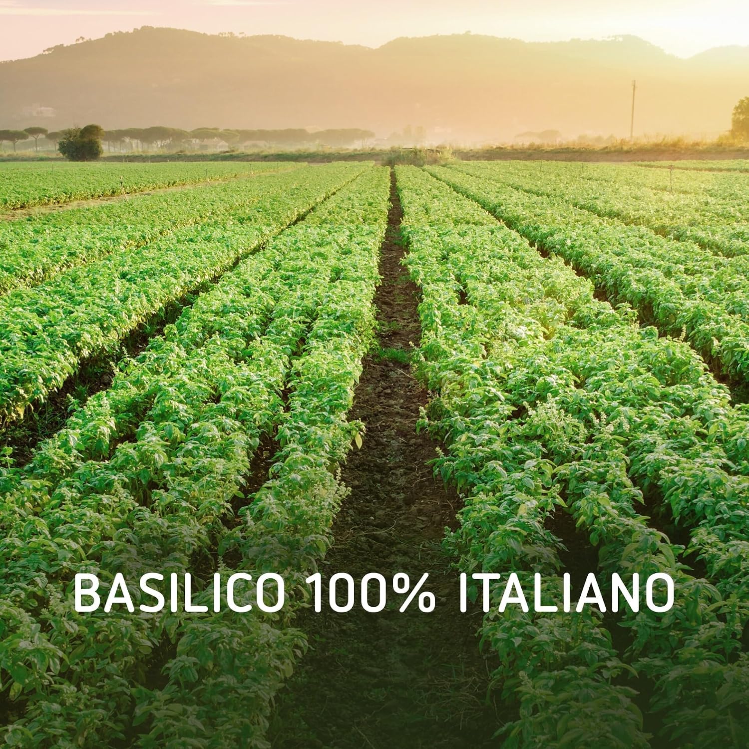 Detalle 2 de Barilla Pesto alla Genovese da 90 g con Basilico Italiano – pronto da condire la pasta
