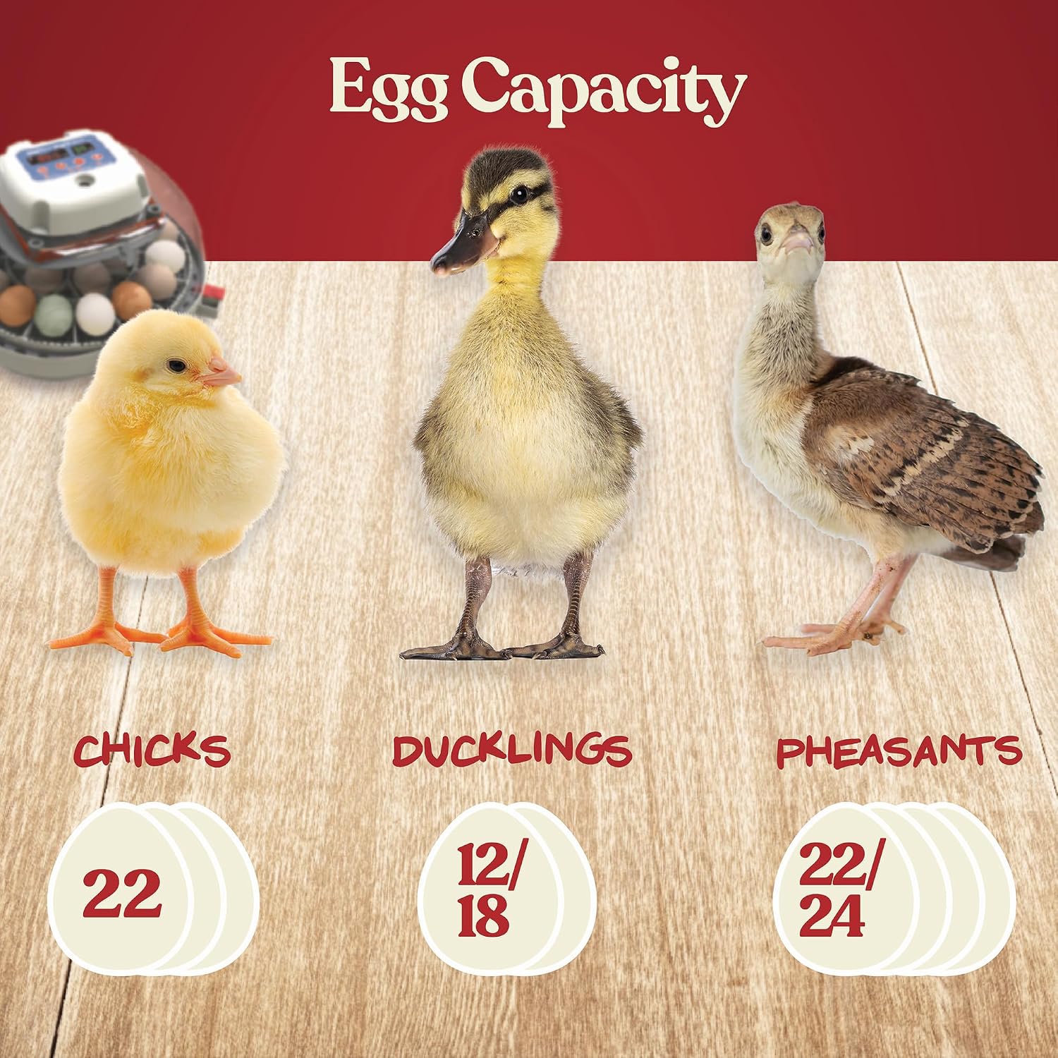 Thumbnail 6 de Harris Farms Egg Incubator 22-Egg Capacity