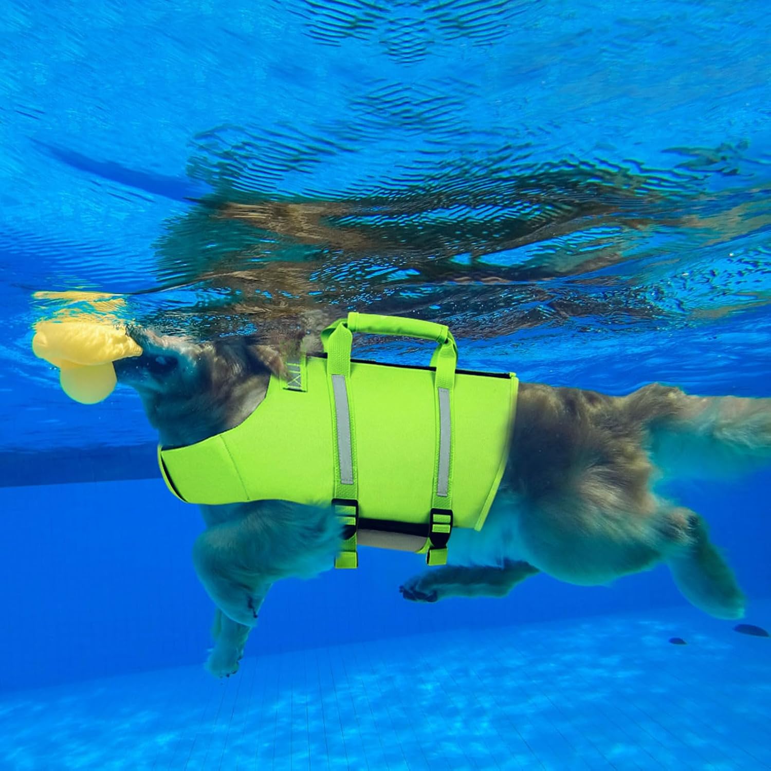 Thumbnail 6 de Queenmore Dog Life Jacket Size S