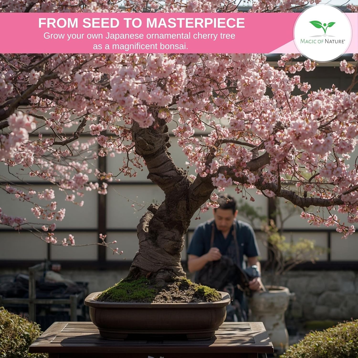 Thumbnail 1 de Magic of Nature Prunus serrulata – japanskt körsbär, 10 frön för trädgård och bonsai
