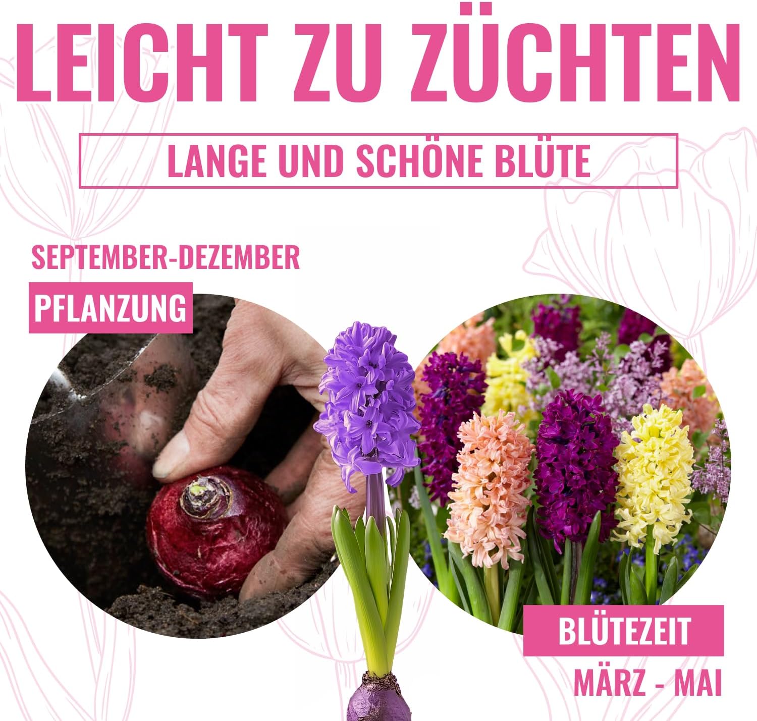 Detalle de Florium Oosterse hyacintenbollen, 15 stuks in geurige mix