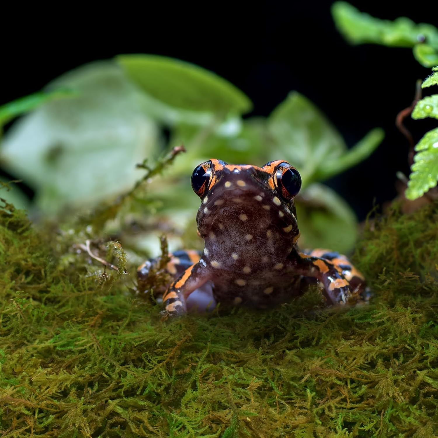 Thumbnail 6 de ZeeDix Terrarienmoos 340 g Natur für Reptilien