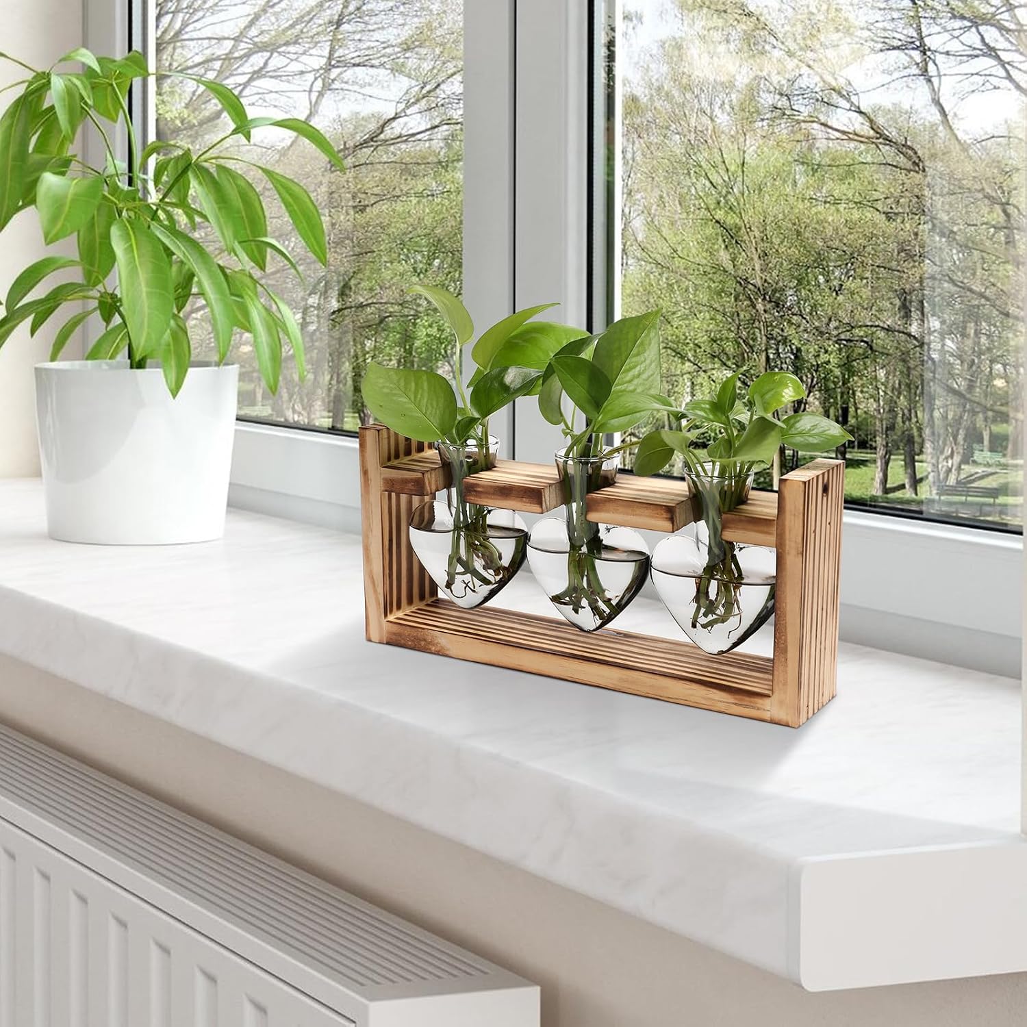 Detalle de Glass Plant Propagation Vases