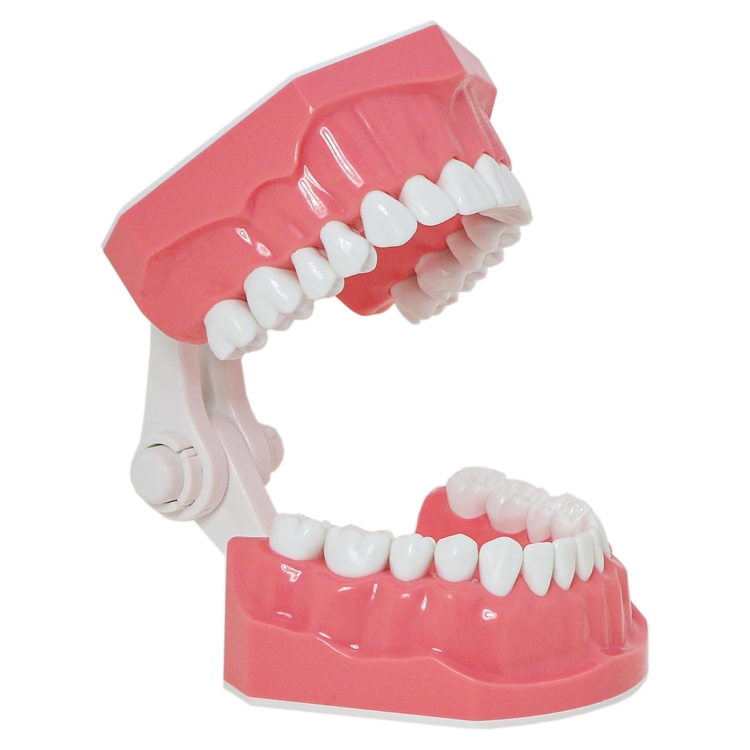 Detalle de DENTALMALL Modèle dentaire standard pour brossage du fil dentaire, typodont et démonstration anatomique
