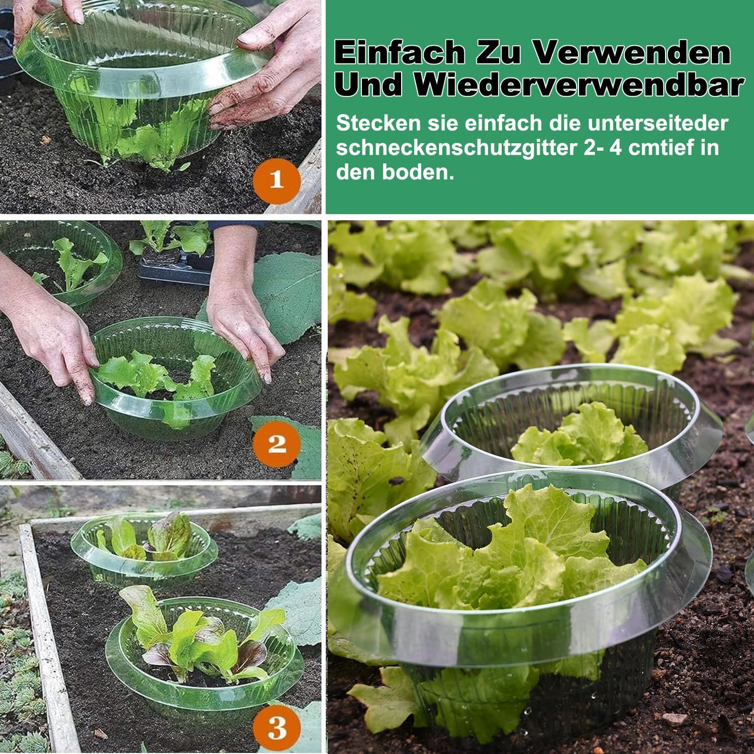 Thumbnail 6 de VDYXEW 30er Schneckenkragen aus PET – verstärkter Schneckenschutz für Salat & Kohl