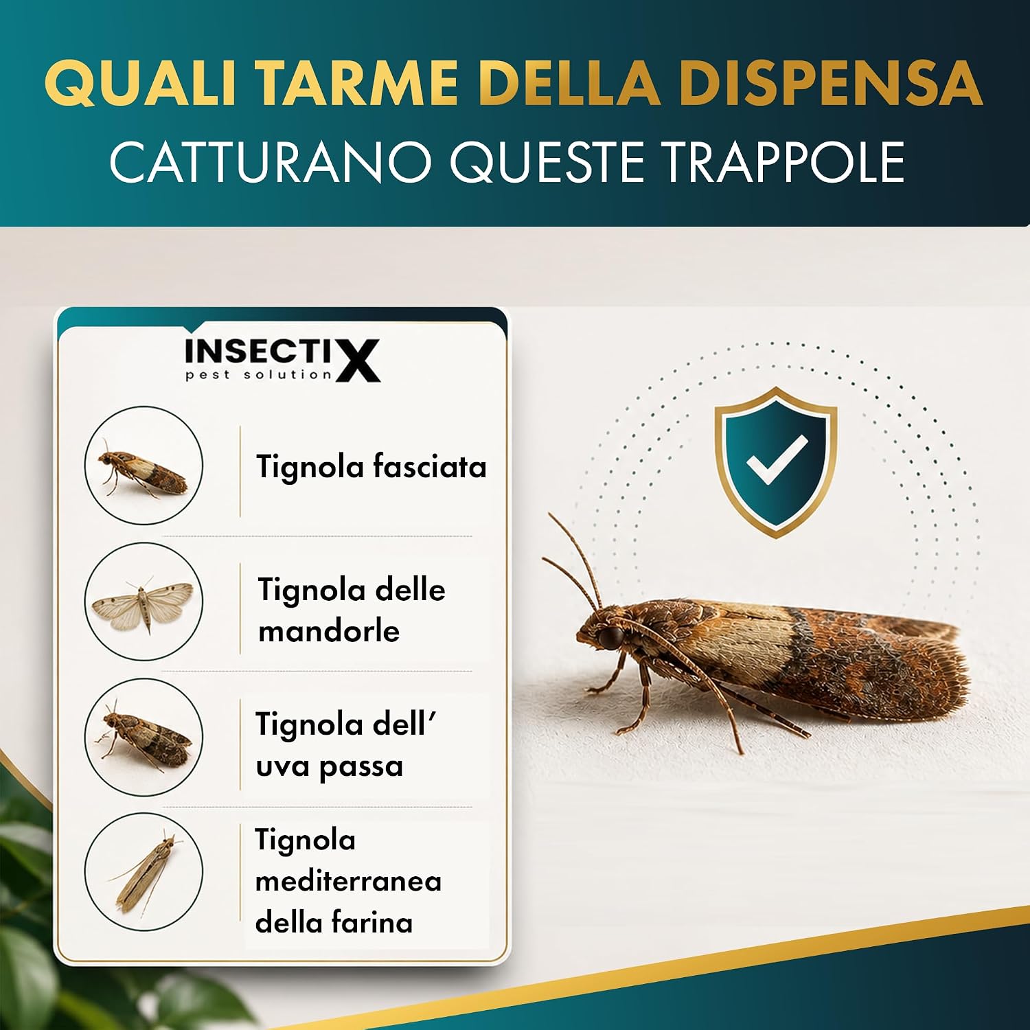 Thumbnail 4 de Trappole per Tarme delle Dispense (6 Pezzi) – Feromoni mirati per tarme alimentari, sicurezza domestica e monitoraggio efficace