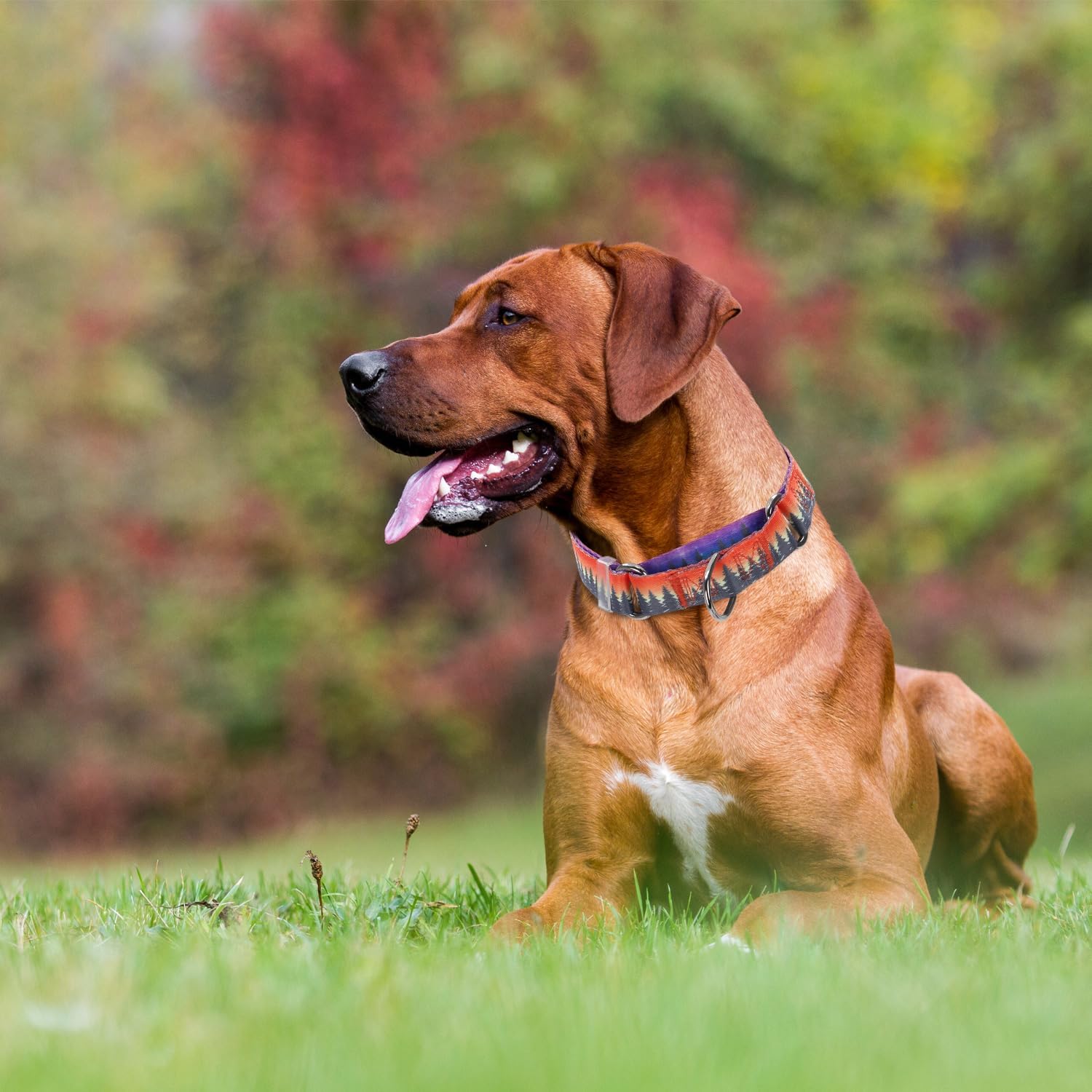 Detalle 2 de Martingale Dog Collar, Nylon