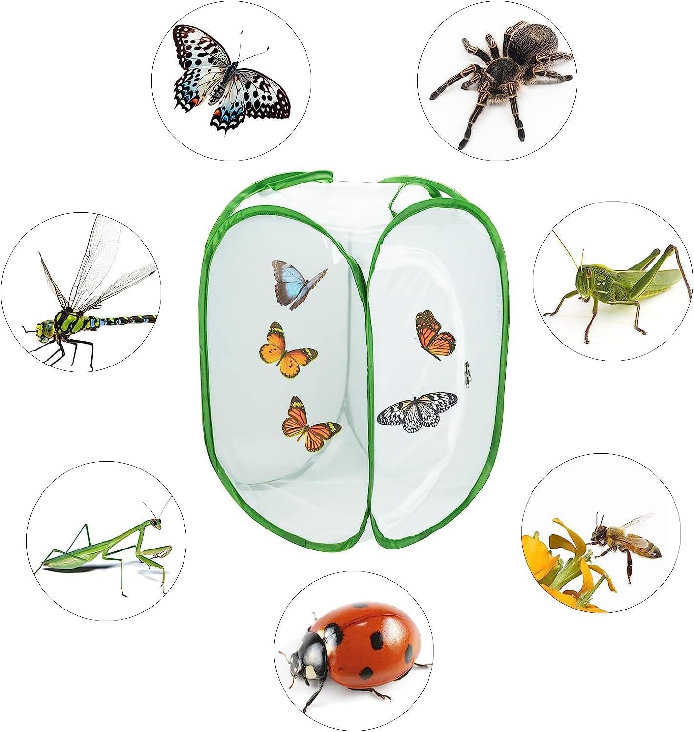 Thumbnail 4 de Butterfly and Insect Habitat Cage by Ompinda: Collapsible, Transparent Pop-up Enclosure for Caterpillars and Flying Insects