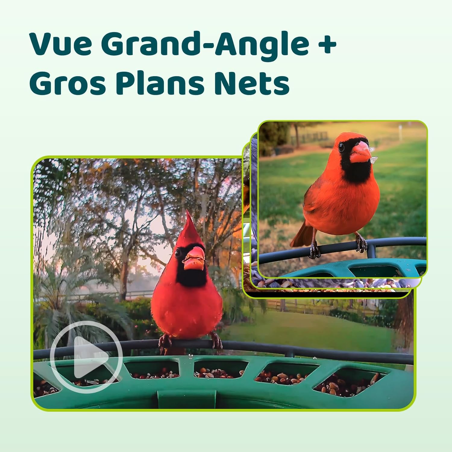 Thumbnail 4 de Birdfy 2 Pro Mangeoire pour oiseaux — double caméra 2K avec IA et vision nocturne couleur