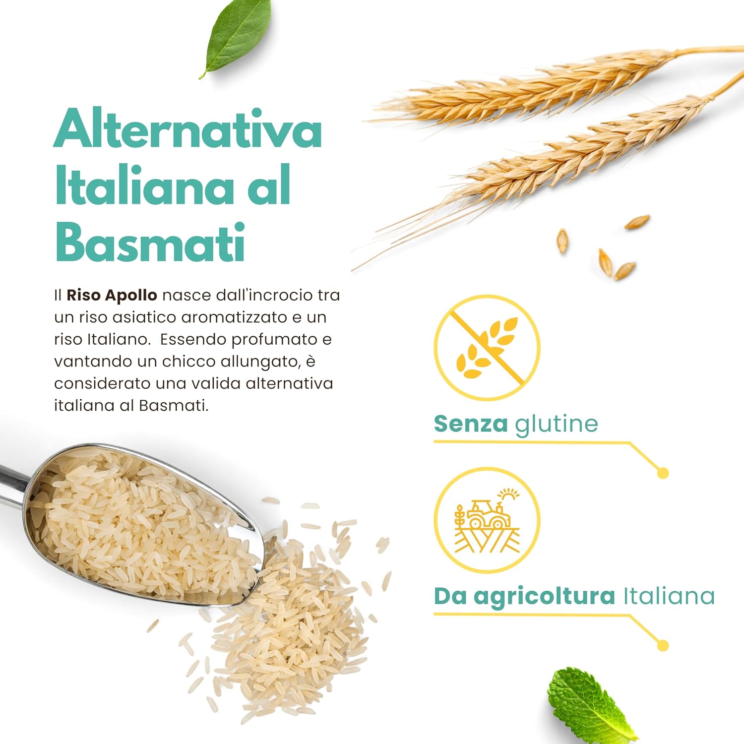 Detalle de Riso Apollo Italiano 2 kg (2x1 kg) – Senza Glutine e Profumato, Coltivato in Piemonte