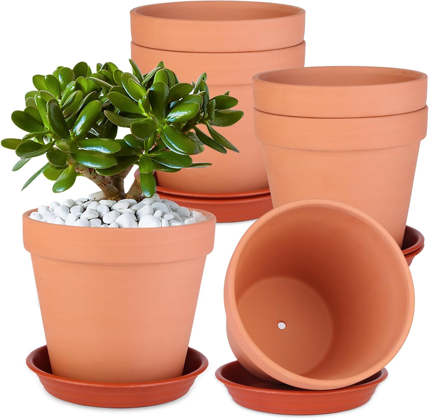 Detalle de Tuqaumu Pot-6in 6-Inch Terracotta Plant Pots, 6-Pack with Saucers