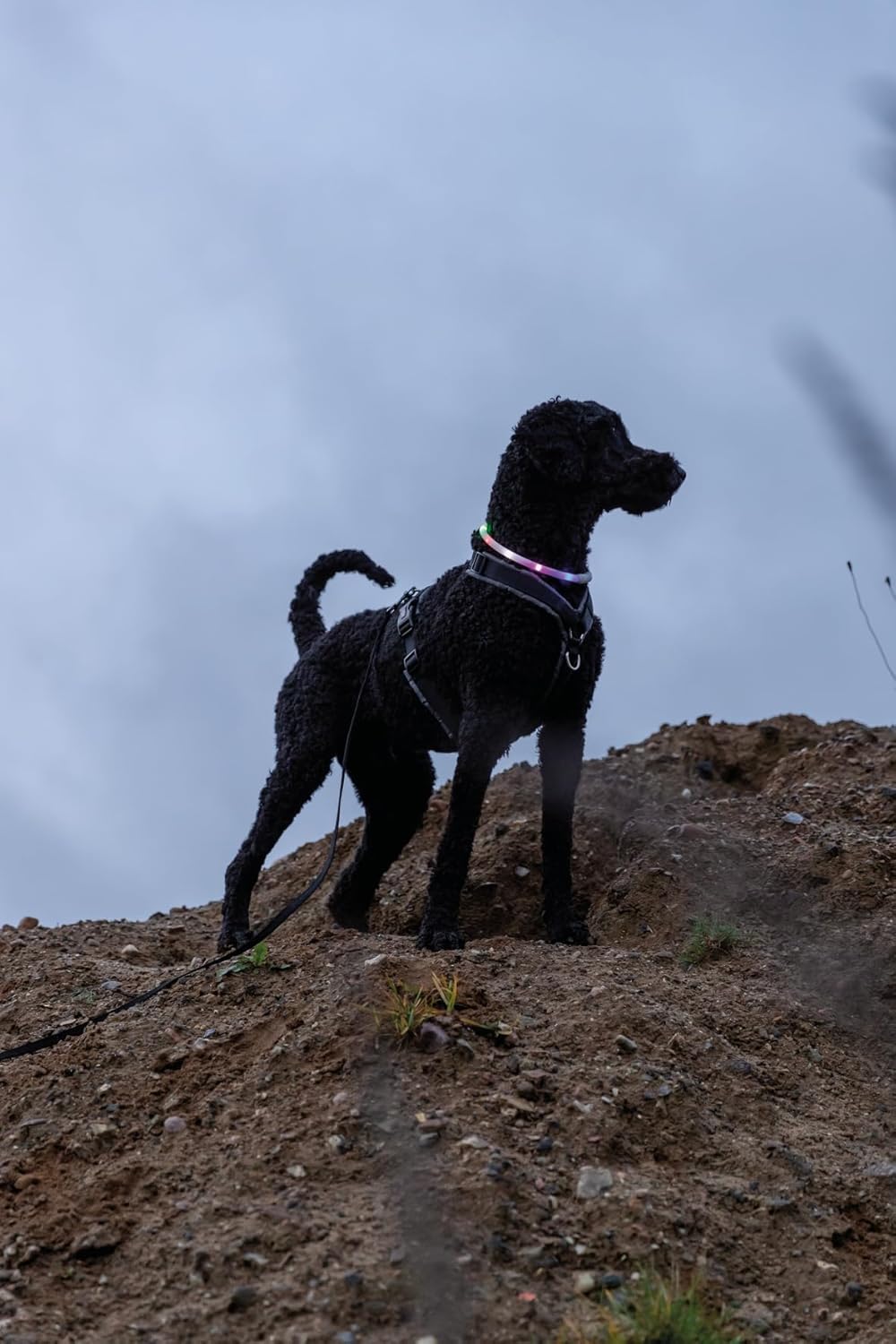 Detalle de TRIXIE 12641 Collare luminoso ricaricabile per cani – LED USB, silicone, XS‑XL, Ø 10 mm, 70 cm