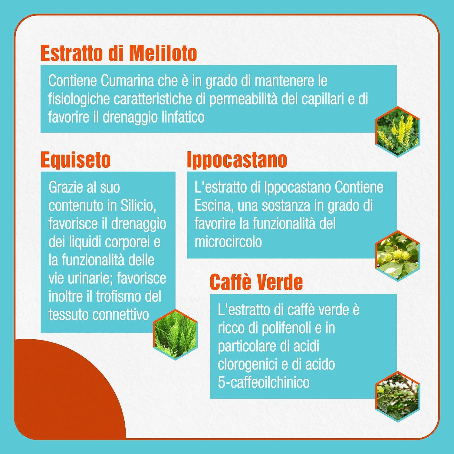 Thumbnail 4 de Fortilase Cell – Integratore alimentare con bromelina, caffè verde, melitolo, ippocastano ed equiseto (30 compresse)