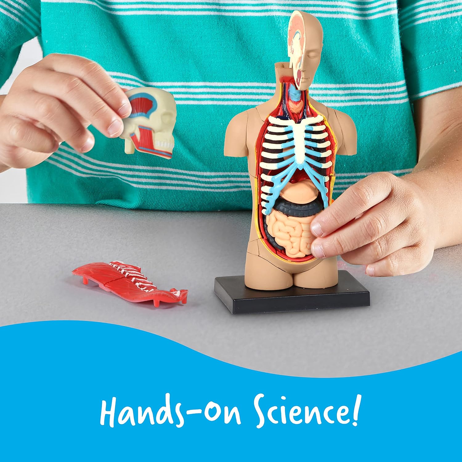 Detalle de Learning Resources Modelo Anatómico Cuerpo Humano 🧠 31 Pzs, Infantil