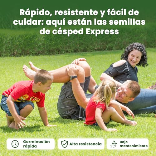 Detalle de LERAVA EXPRESS semillas césped (30m²) – crecimiento rápido y resistente