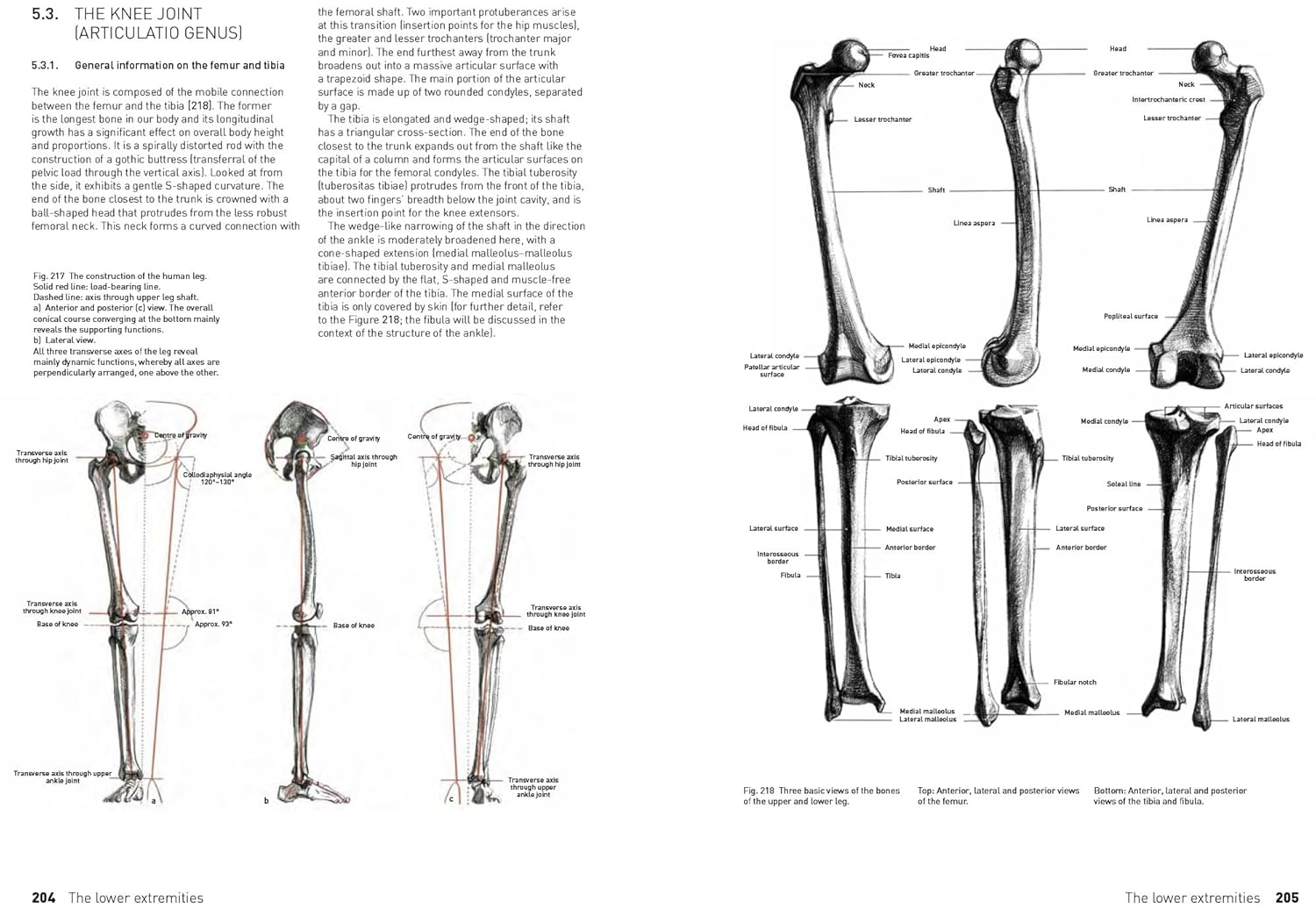 Thumbnail 6 de Search Press The Complete Guide to Anatomy for Artists & Illustrators (210mm x 295mm)