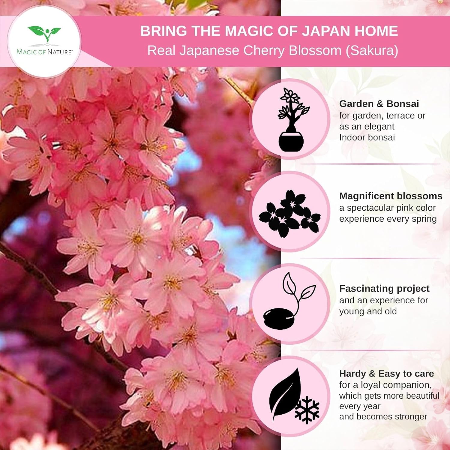 Thumbnail 3 de Magic of Nature Prunus serrulata – japanskt körsbär, 10 frön för trädgård och bonsai