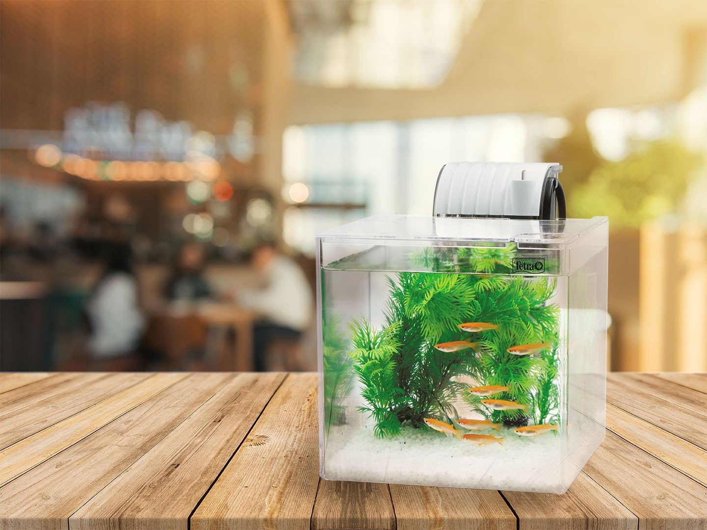Thumbnail 1 de テトラ SF-17KF プラスチック水槽 メダカ飼育セット 5L・静かなフィルター付き