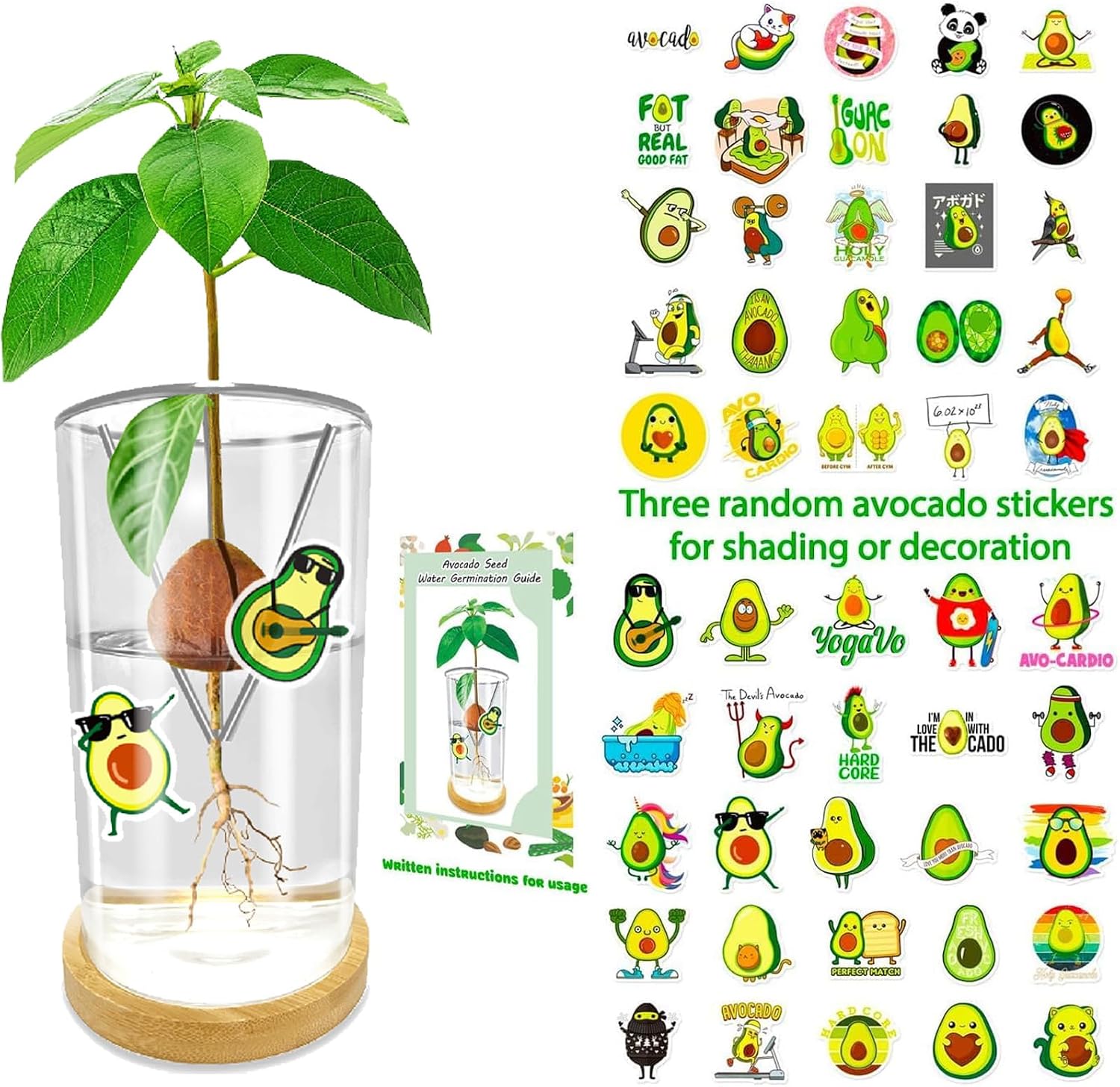 Thumbnail 1 de Avocado Seed Starter Vase in Glass