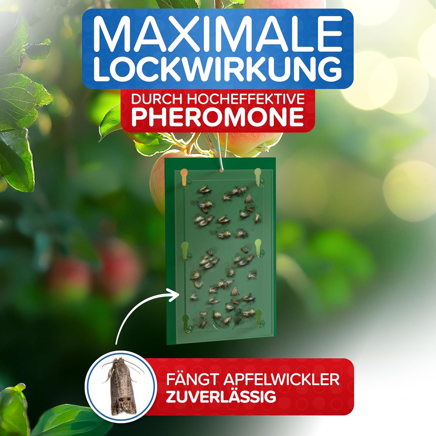 Thumbnail 2 de Apfelwickler Pheromonfallen (4 Stück) – Pheromonfalle für Apfelbäume zur Befallsermittlung