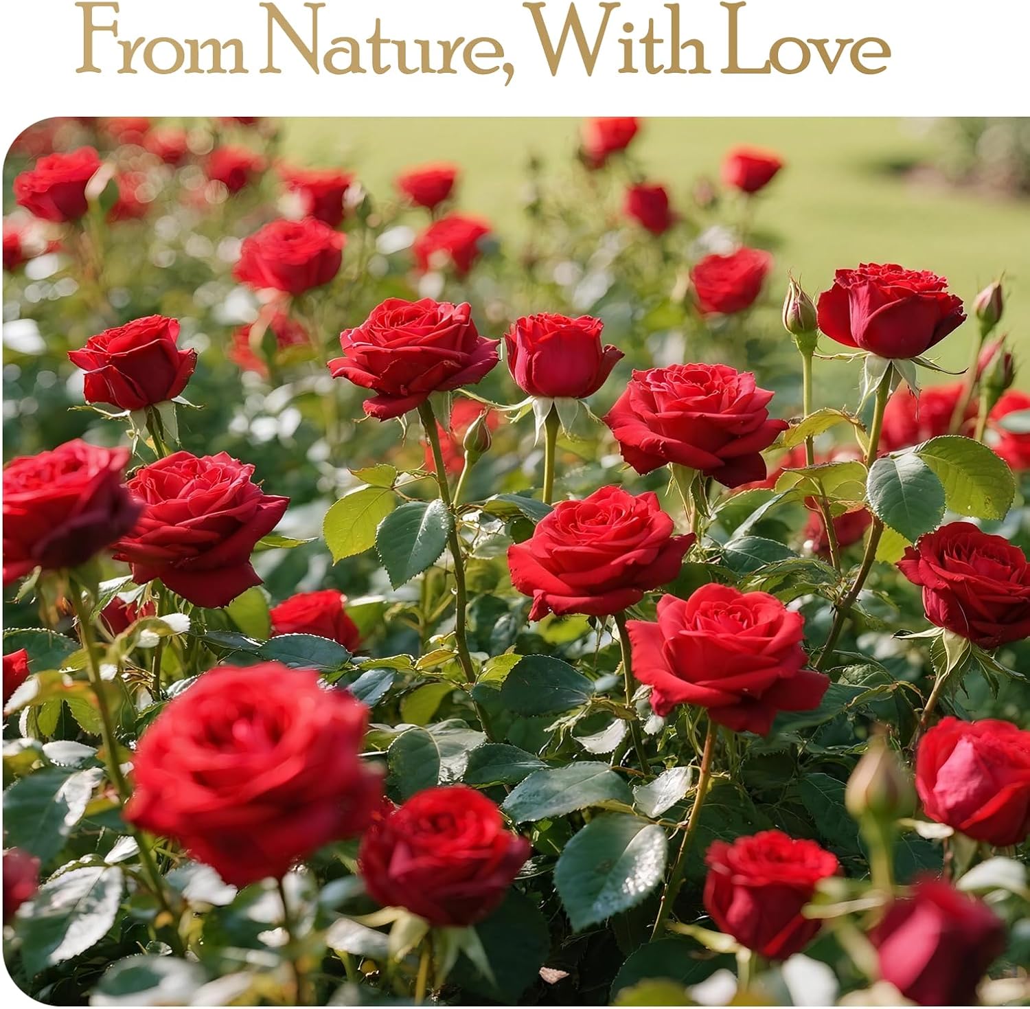 Thumbnail 4 de Auoasl 27 Preserved Rose Gift Box: Eternal Roses for Women