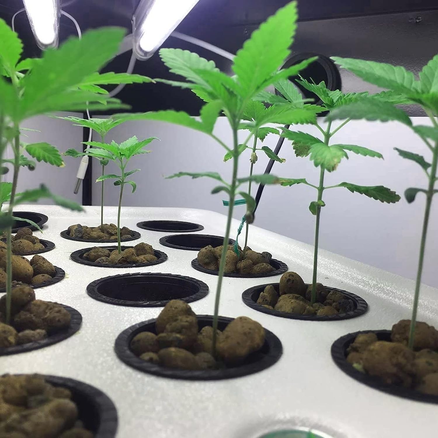 Detalle 1 de behone plantenmanden voor hydrocultuur, 20 zwarte PP mesh potten