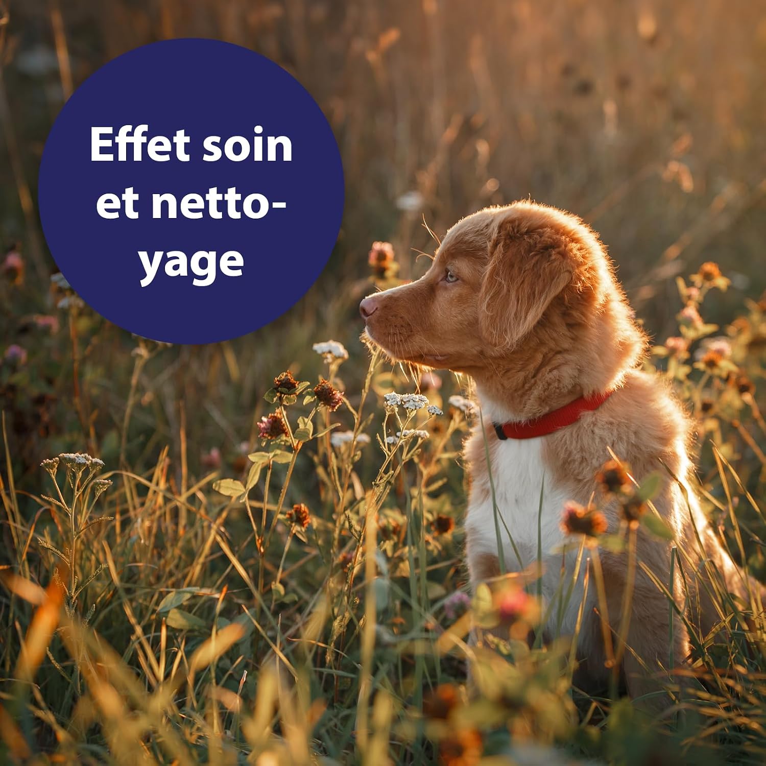 Detalle de Canosept Spray Antiseptique Pour Chiens 75 ml – Spray pour plaies et soin des plaies