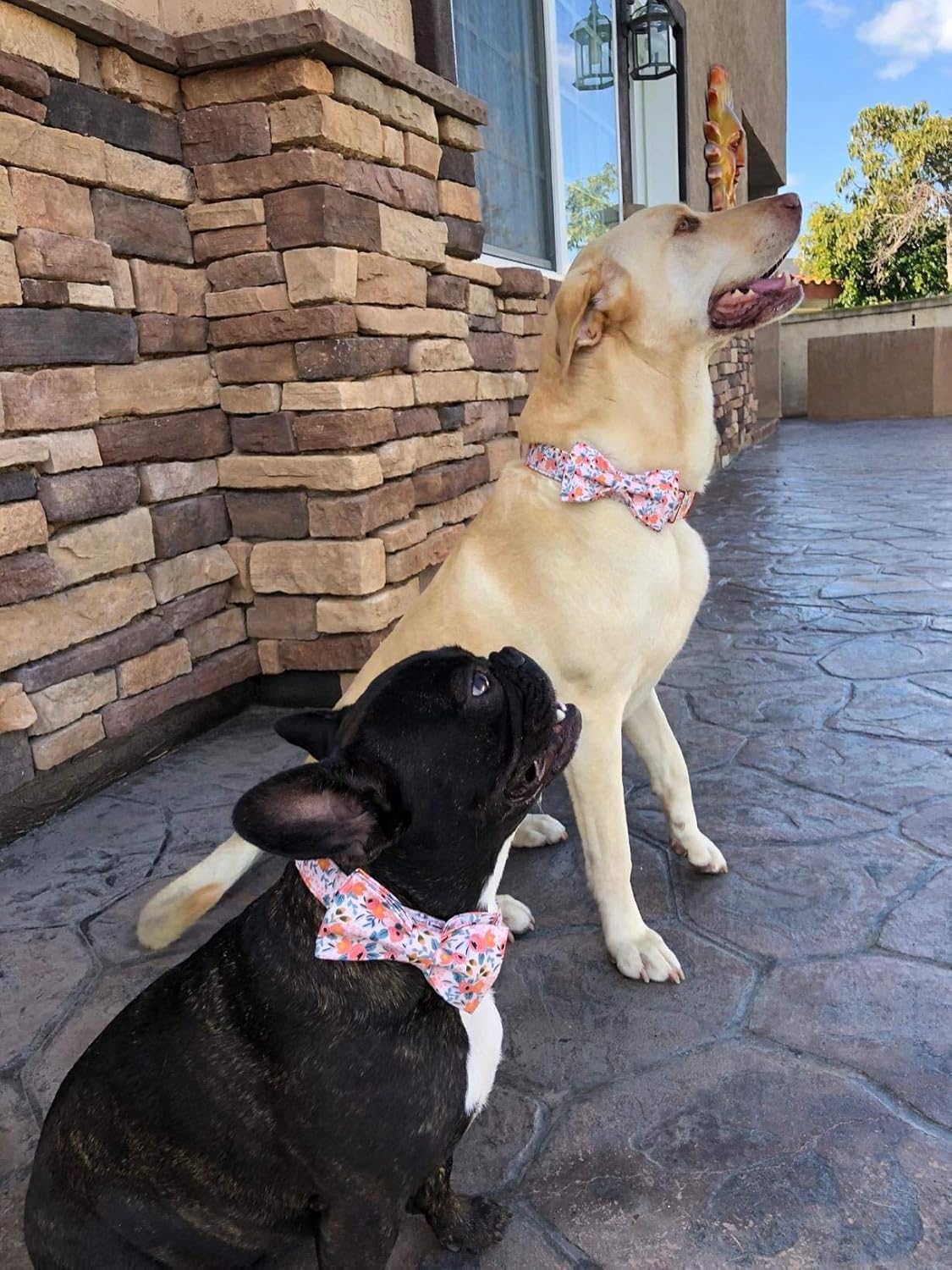 Thumbnail 4 de Unique Style Paws Hundehalsband mit Fliege (verstellbar) – Größe L für Hunde und Katzen