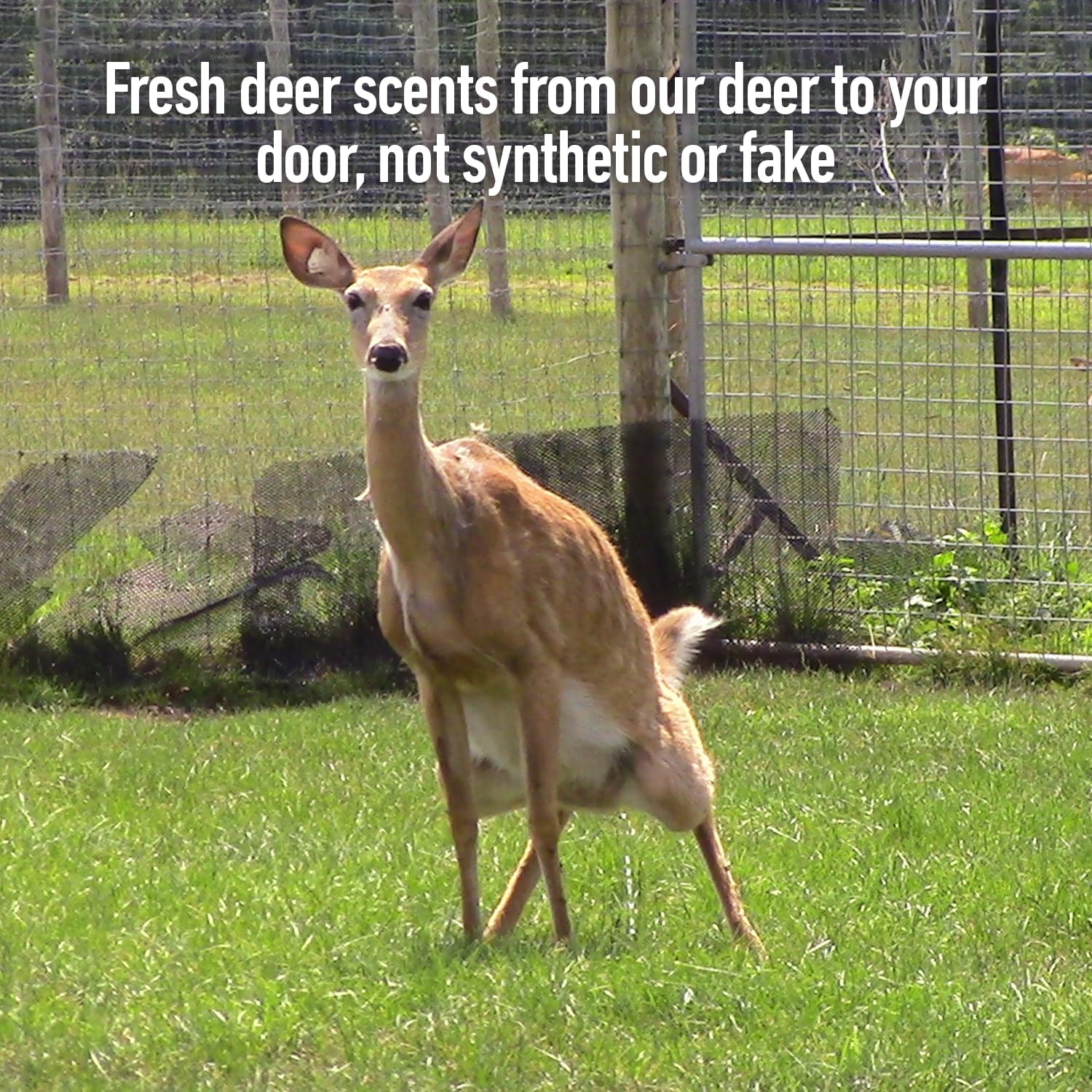 Detalle 2 de Outdoor Hunting Lab Doe Estrus Deer Scent, 30+ pg/ml, 2 oz 2-Pack
