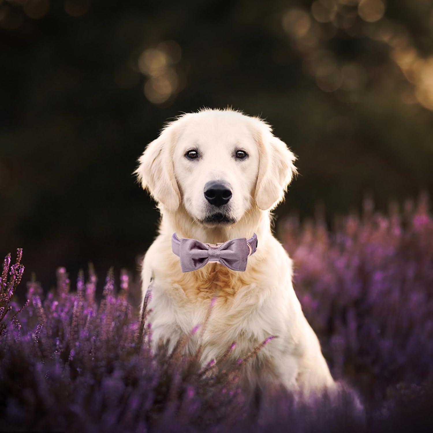 Thumbnail 4 de ARING PET Velvet Dog Collar with Bowtie – Soft, Adjustable Velvet Bow Collar for Small to Large Dogs (Collar L)