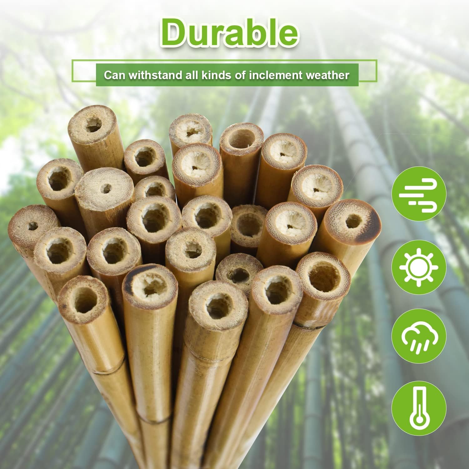 Detalle 2 de Jollybower BambooStake-CA Bamboo Garden Stakes, 25-Pack, 0.47–0.55-Inch Diameter