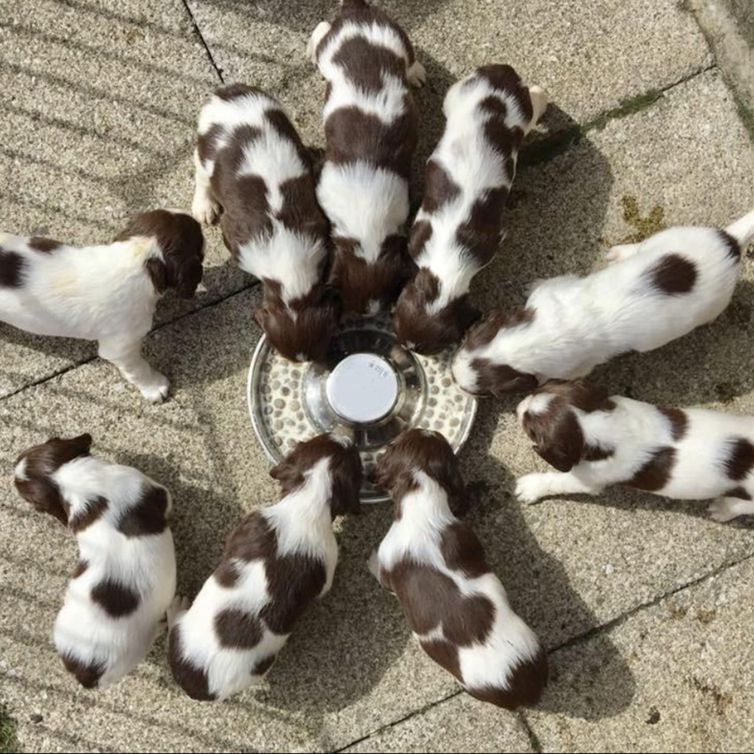 Thumbnail 6 de Puppy slow feed bowl 30cm 1.4L