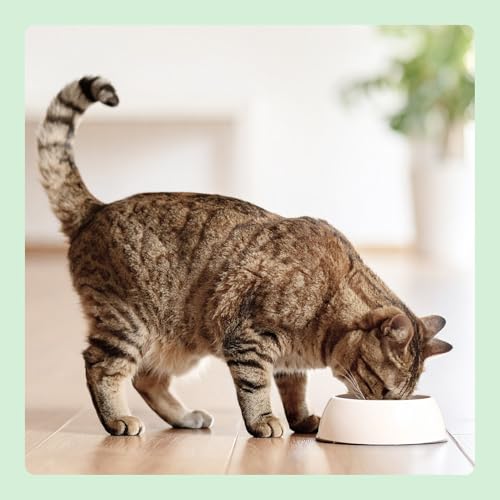 Detalle 2 de by Amazon Cibo umido per gatti senza cereali, paté di pollo in barattolo 12x400 g