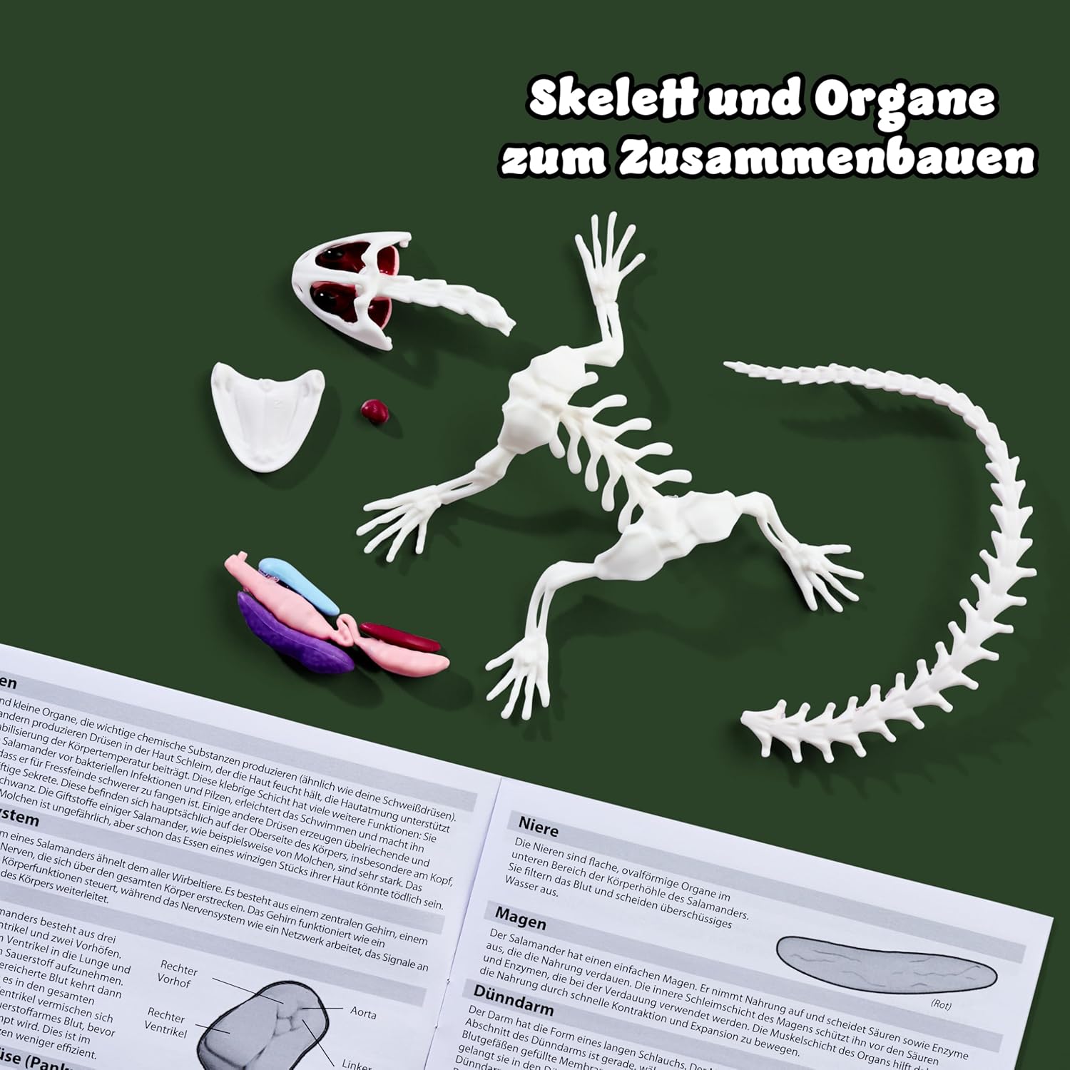 Detalle de Scout Dissect-It Salamandre à disséquer 14 cm 🐸