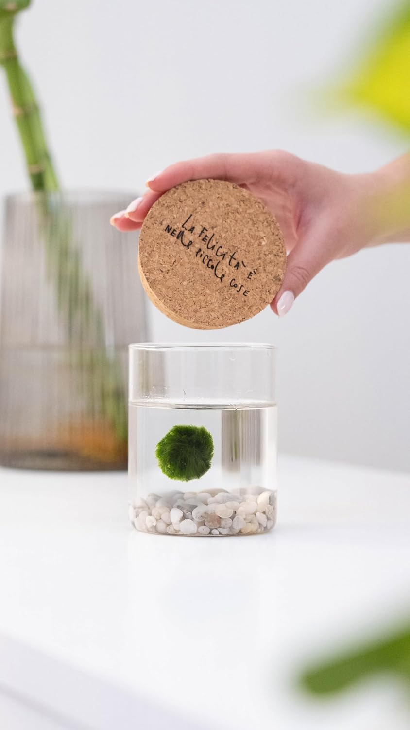 Imagen de KAKI La Felicità è Nelle Piccole Cose – Marimo Singolo in Vaso di Vetro con Tappo Sughero en OfertitasTOP