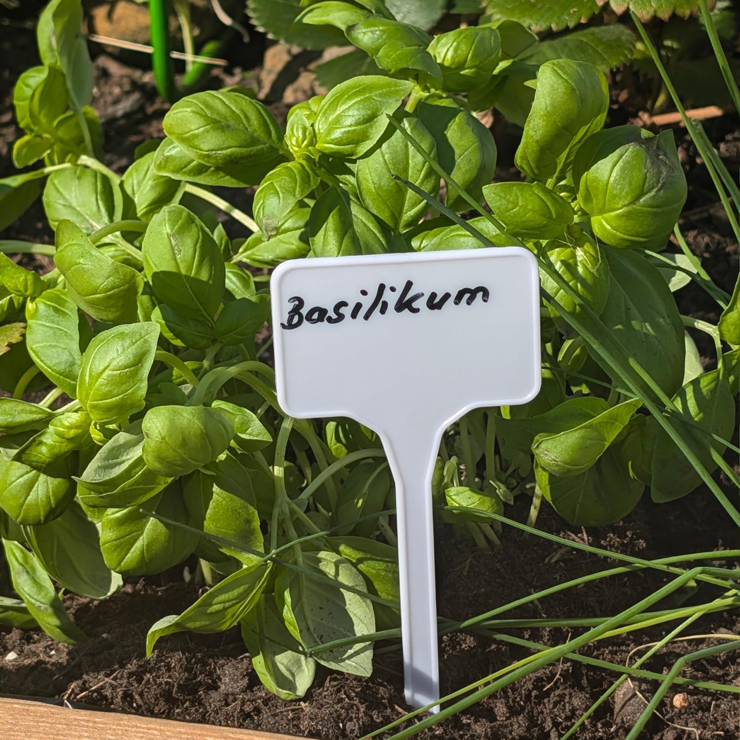 Thumbnail 2 de com-four 50x Etichette per Piante con Pennarello a Doppia Punta – Etichette a innesto 15 cm per giardino e interno