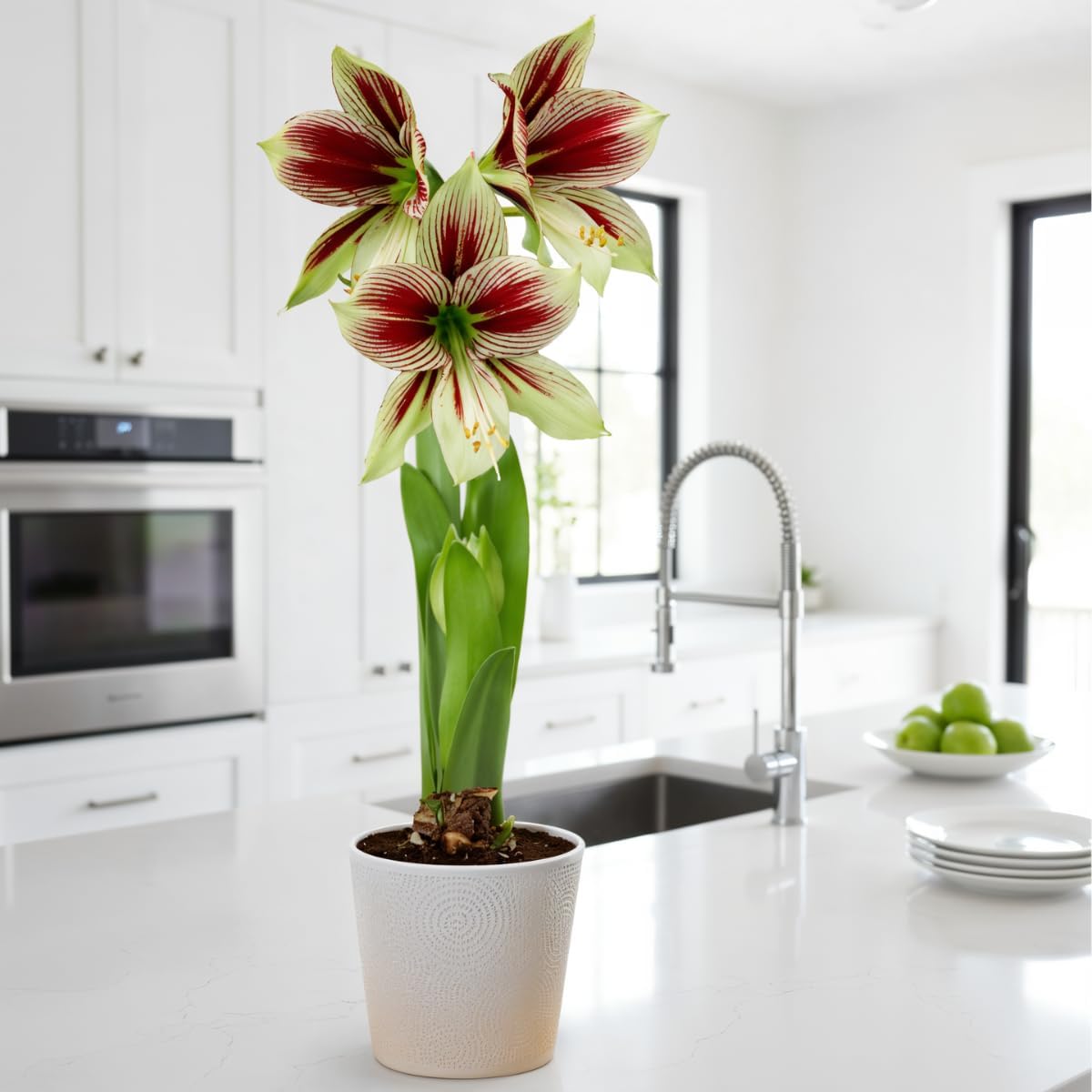 Detalle de DUTCH BULBS EXCLUSIVE PLANTS FROM HOLLAND Amaryllis Papilio QW-K981-FD53, bol 20/22