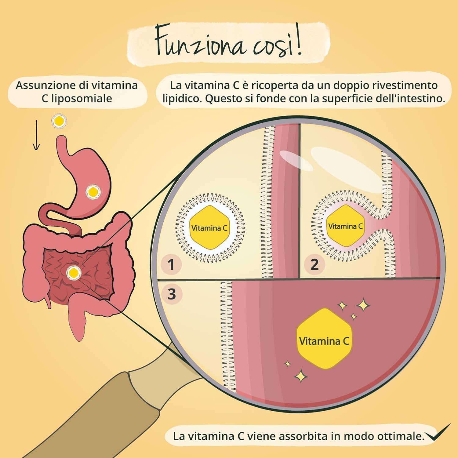 Detalle 2 de Vegavero Vitamina C liposomiale 120 capsule 💊