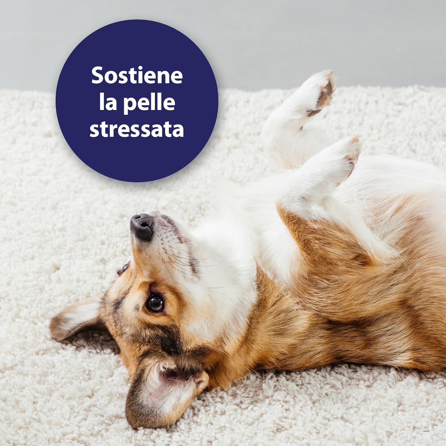 Thumbnail 2 de Canosept Micro Argento Spray per Cani 75ml – Cicatrizzante indolore con Aloe e Pantenolo