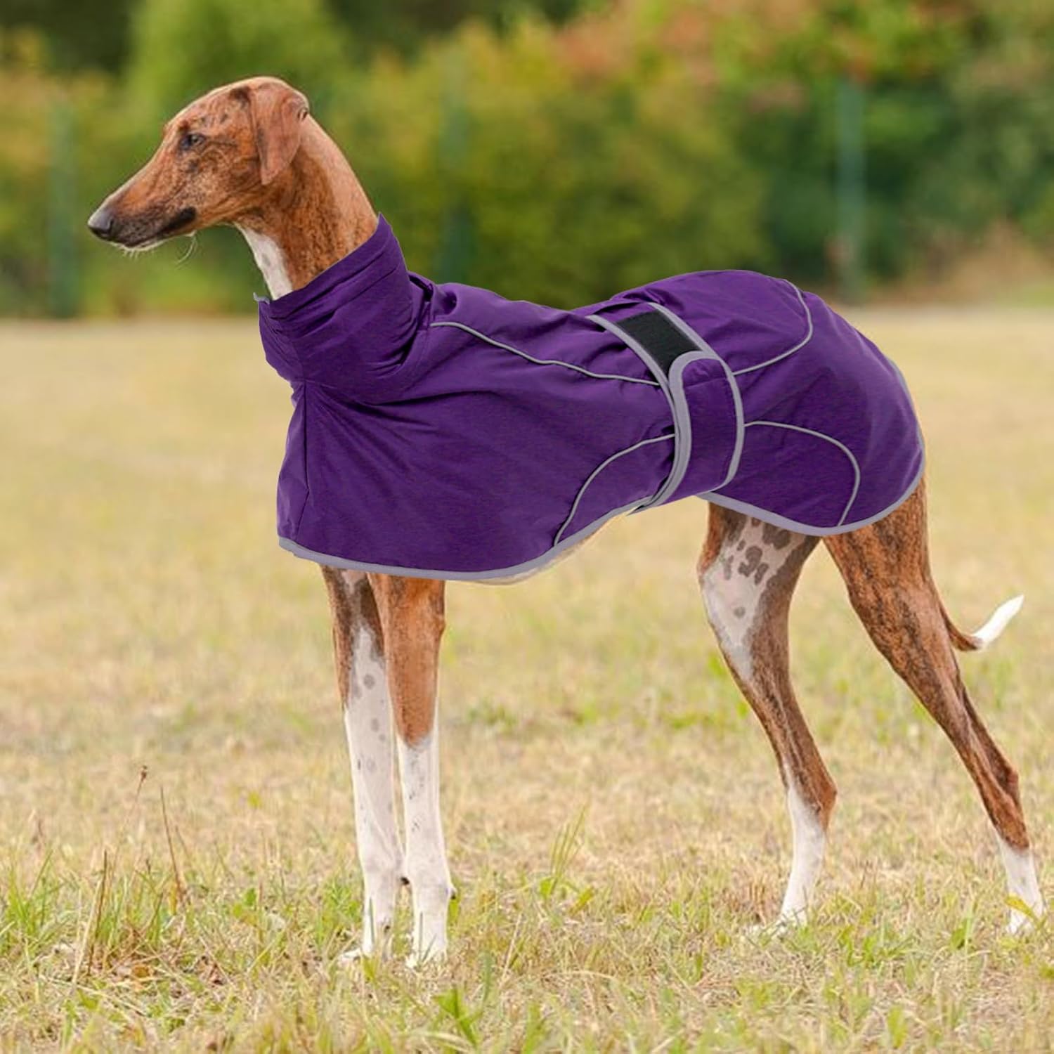 Thumbnail 6 de Morezi Greyhound Winter Coat, Whippet Coat with Padded Fleece Lining, Water-Resistant Dog Jacket in Purple (XXXLarge)
