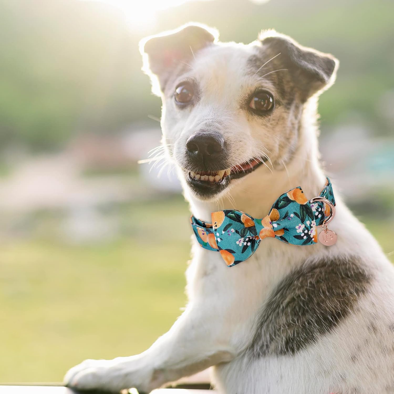 Detalle 2 de UP URARA PUP Dog Collar, Medium