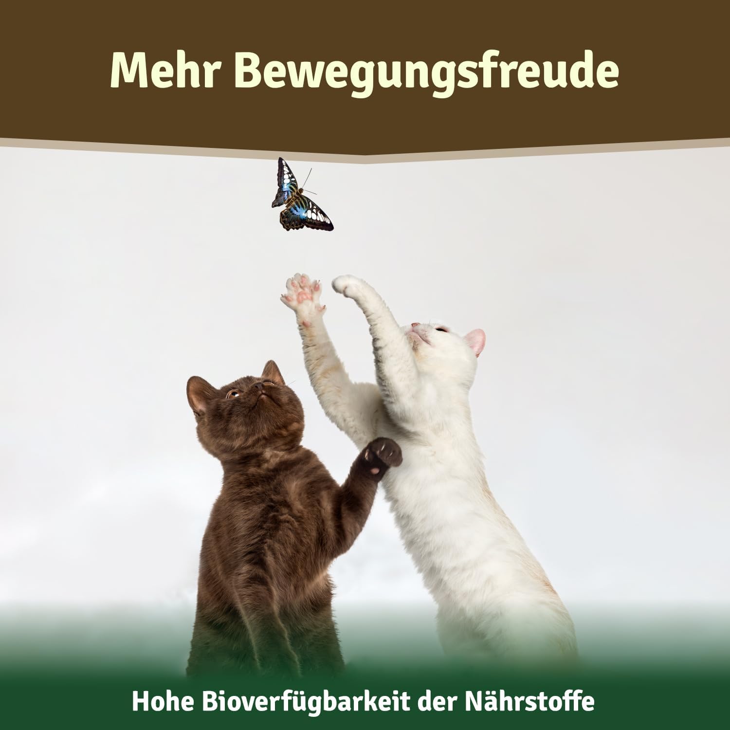 Detalle de Veddelholzer Natürliches Grünlippmuschelpulver für Hunde (500 g) – natürliche Nahrungsergänzung mit Grünlippmuschelextrakt