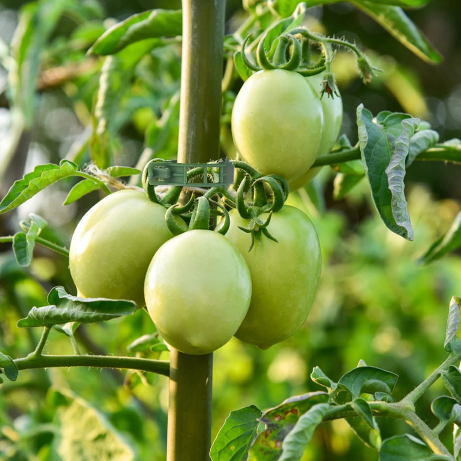 Thumbnail 4 de KINGLAKE 200 Pflanzenclips für Tomaten & Kletterpflanzen (Gurken-Grün) – Tomatenklammern als Rankhilfe