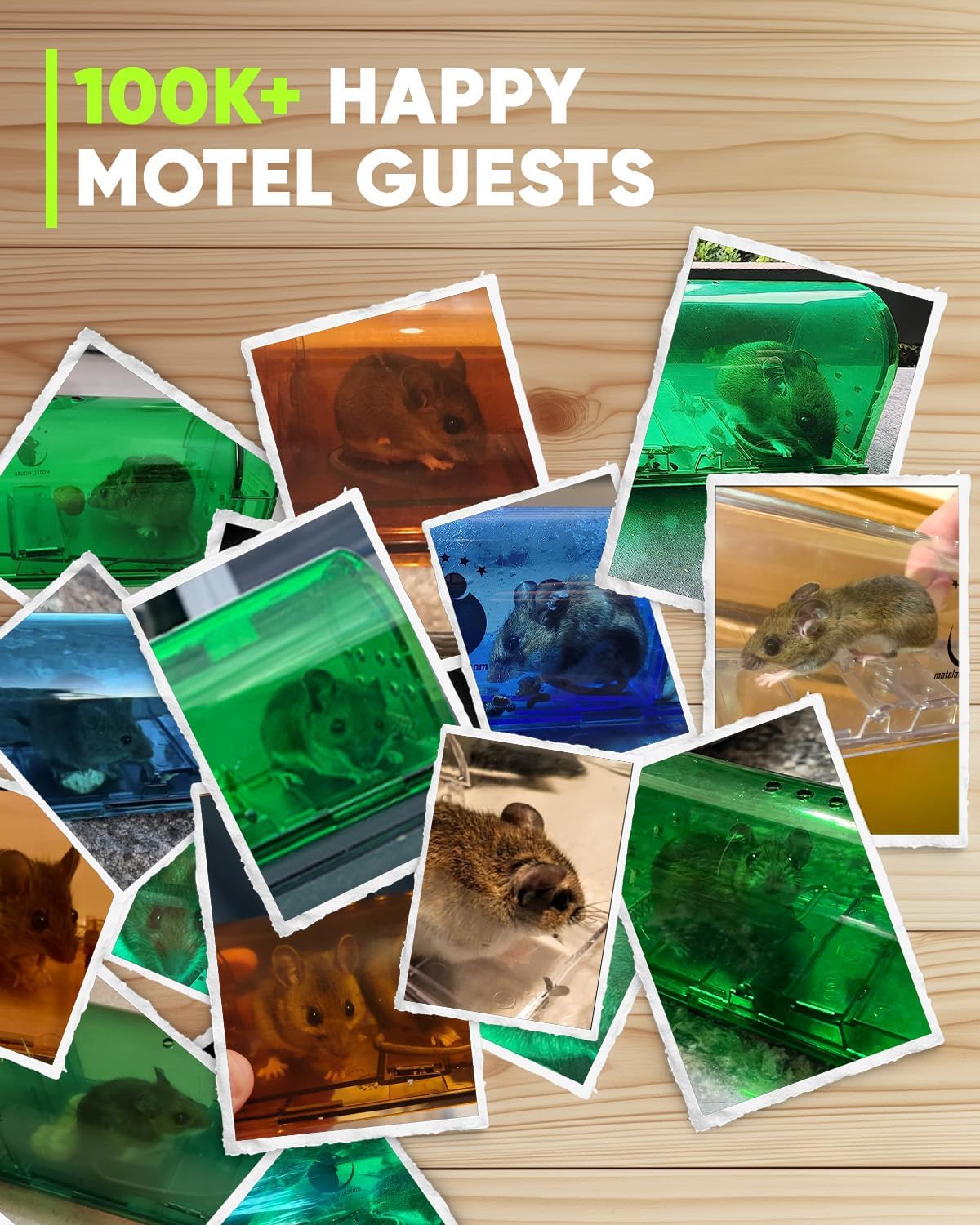 Thumbnail 6 de Motel Mouse Humane No-Kill Live-Catch Traps, 4-Pack, Reusable Plastic