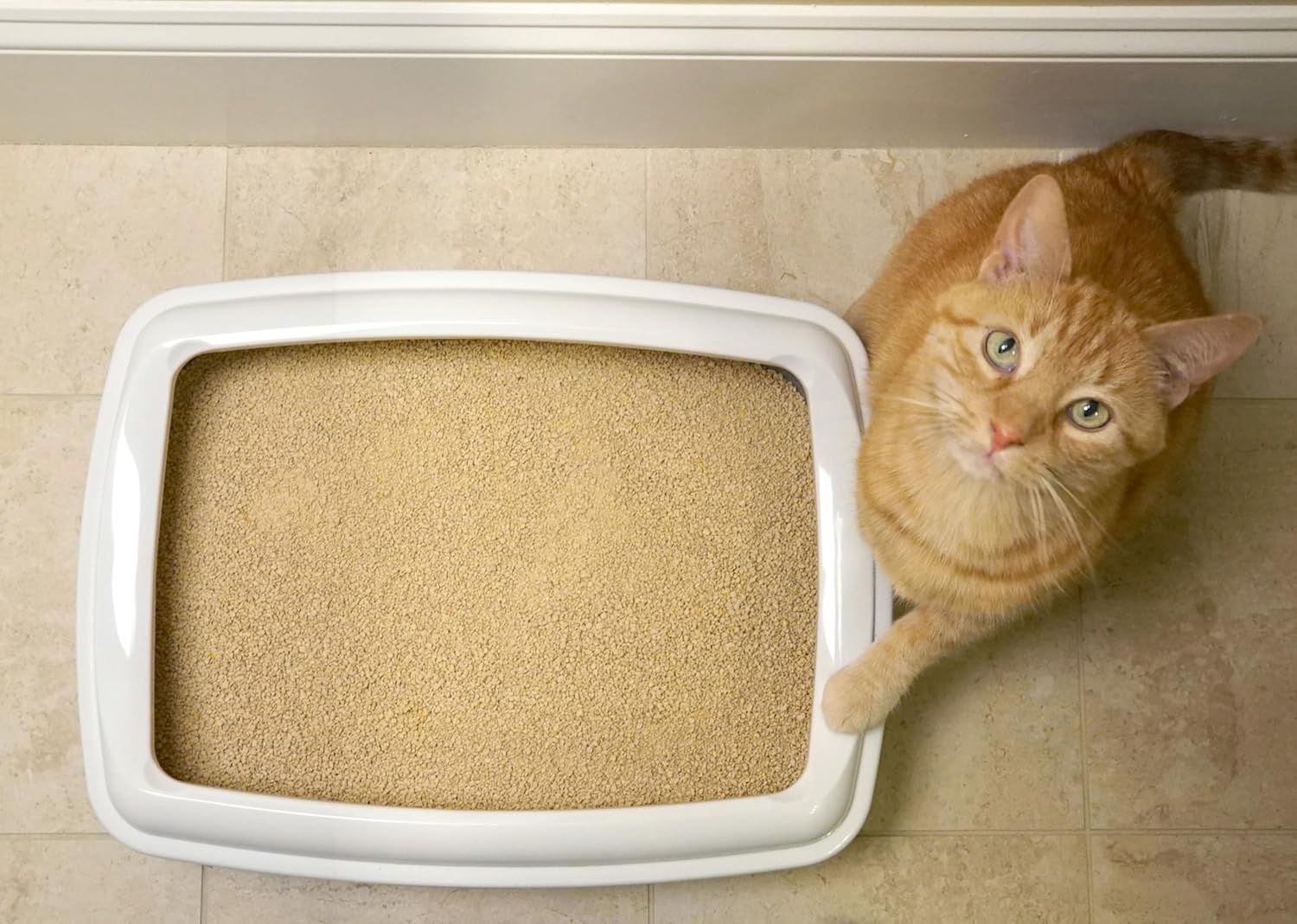 Thumbnail 6 de WORLD'S BEST CAT LITTER Multiple Cat Lavender Scent, 28-Pounds – Natural, Quick Clumping, 99% Dust Free & Flushable
