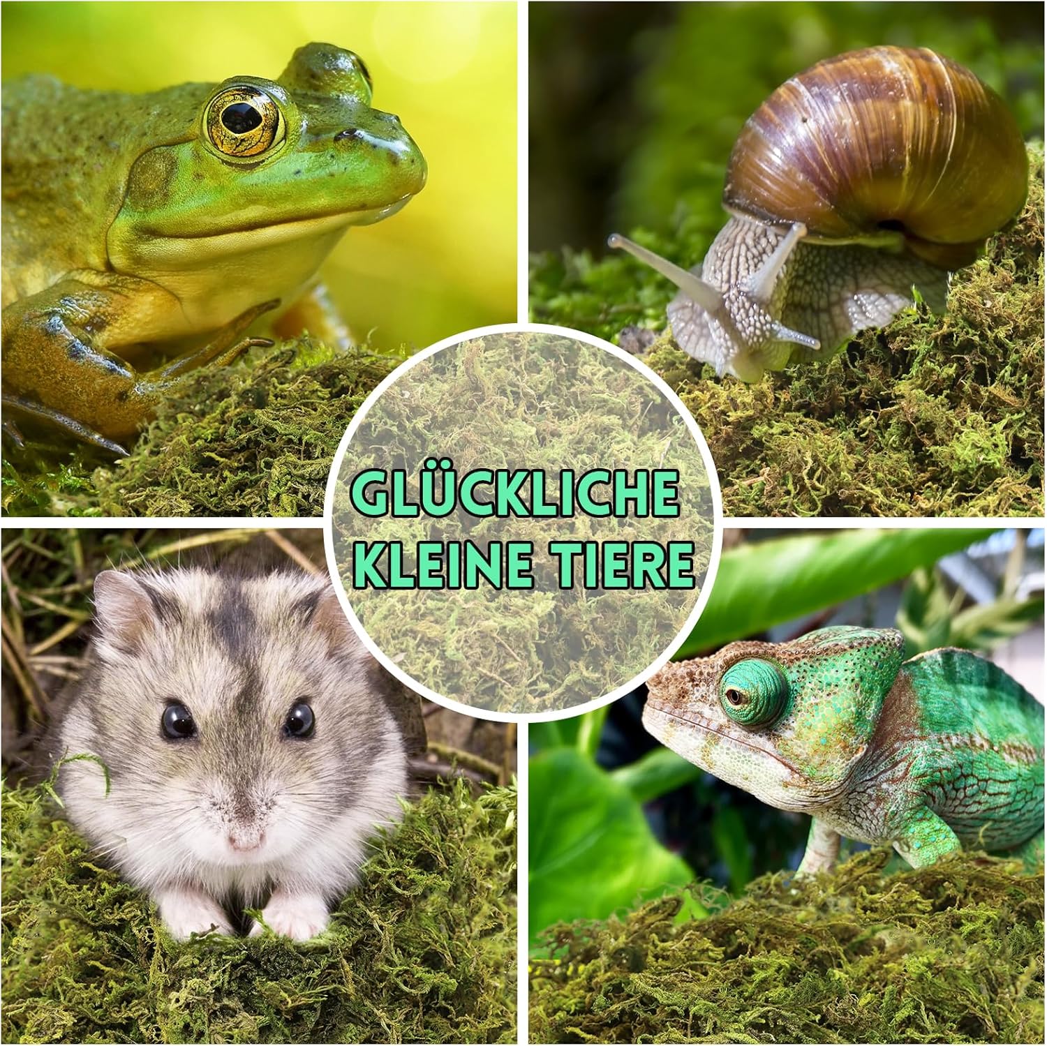 Thumbnail 6 de Riare 200 g natürliches Sphagnum Moos für Terrarien, Reptilien und feuchte Bereiche