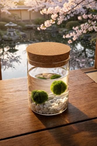 Detalle 2 de KAKI Marimo in Vaso: felicità nelle piccole cose, vetro con tappo in sughero
