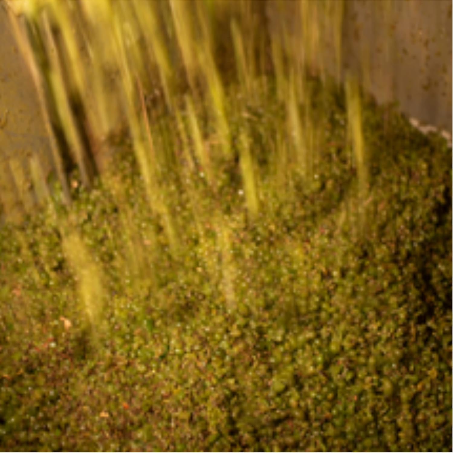 Thumbnail 4 de Protos Verdejo Cuvée 🍷 Vino Blanco Ecológico Rueda 750ml