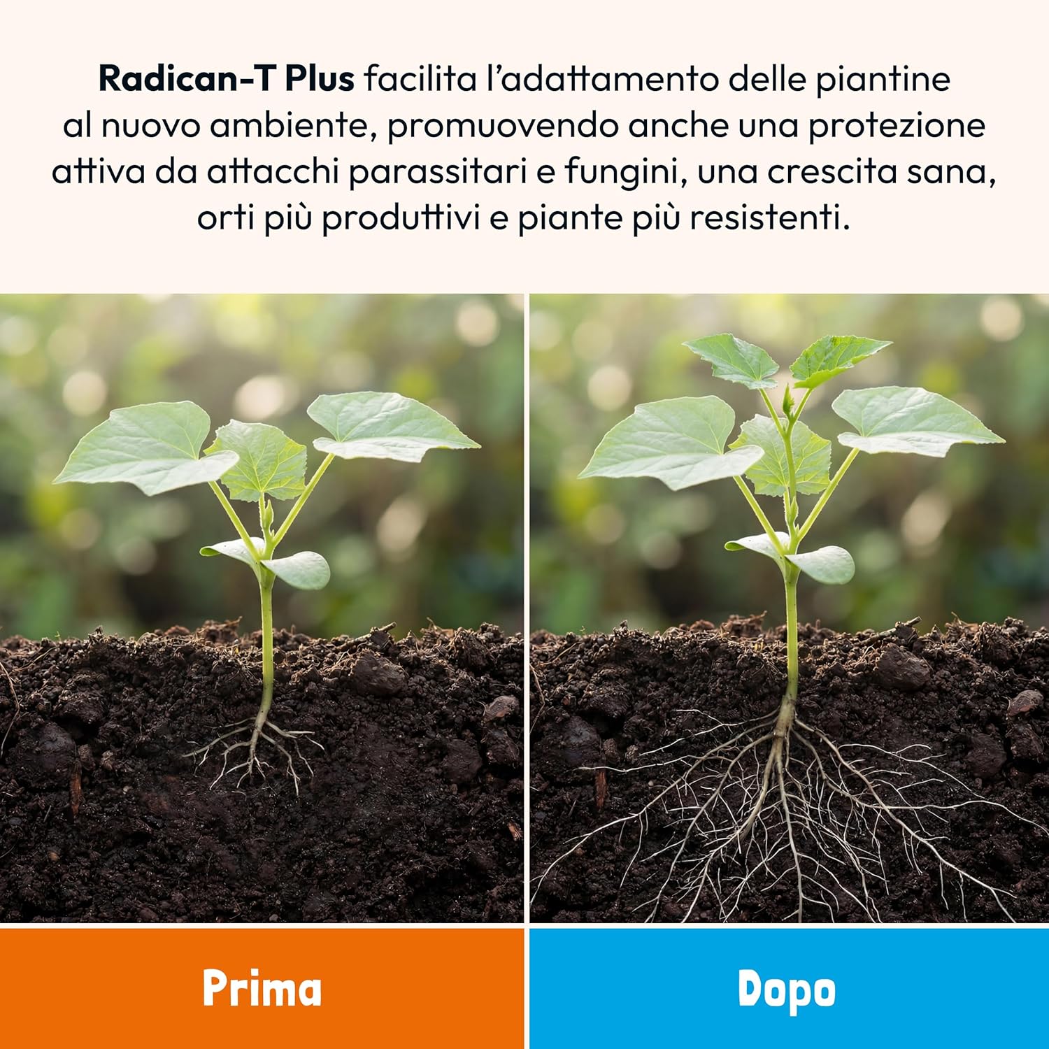 Thumbnail 5 de VerdeVivo RADICAN-T PLUS: inoculo di funghi micorrizici per talee